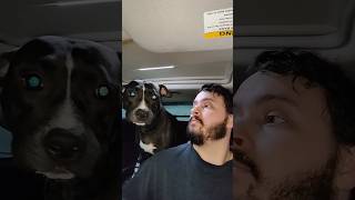 ProjectCar Shenanigans w/Puppies | #shorts #projectcars #dog