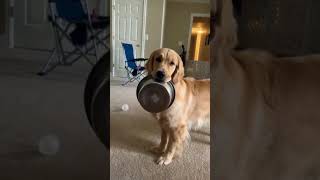 Besties golden retriever 😁 #youtubeshorts #dog #pets #viral #youtubeshort #shortvideo #youtube