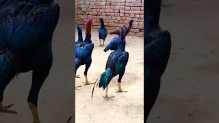 Aseel murga gang #aseel #aseelmurga #rooster