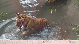 Zoo Hannover: Sibirische Tiger