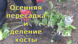 Пересадка (посадка) хосты осенью. Деление куста и уход после посадки, подготовка хосты к зиме