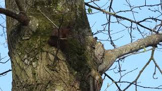 La vallée du Goëlo Ploufragan Côtes d'Armor Ecureuil roux