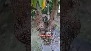 #gardening #walnuts #plantgrafting #fruit #walnut #plantpropagation #californiawalnuts #treegrafting