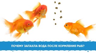 Почему запахла вода в аквариуме после кормления рыб?