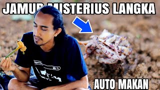 LIHAT JAMUR LANGKA AUTO MUKBANG | Jami Jamur Misterius ‼️