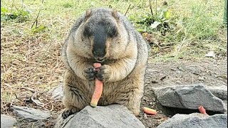 Chubby Himalayan Marmots Enjoying Tasty Carrots: Too Cute to Resist! 🥕🐾