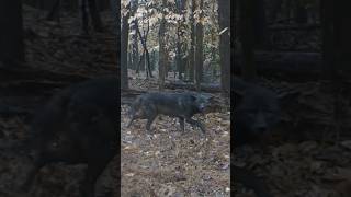 Setting Traps for A BIG black coyote! #shorts #hunting