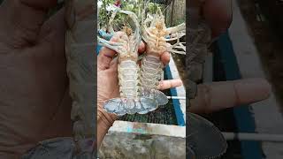 indukan lobster air tawar