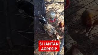 SI JANTAN AGRESIP