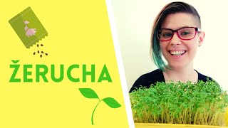 Learn Slovak with Recipes: Žerucha