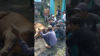 Qurban sapi besar 1 ton dimasjid ALBAROKAH#viralvideo #iduladha1444h #albarokah (1)