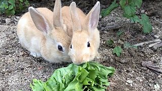 Baby rabbits are the cutest creatures in the world!