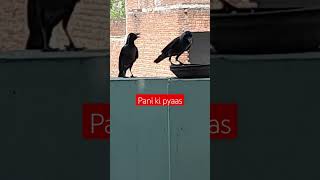 #summers give water to birds #subscribetomychannel #pyase ko pani #water is essential