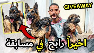 اخيراً هاشكون ربح في المسابقة وليد من وليدات كلبتي راعي الألماني 🔥😱