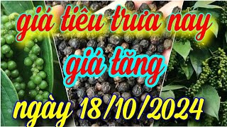 giá tiêu trưa nay ngày 18/10/2024