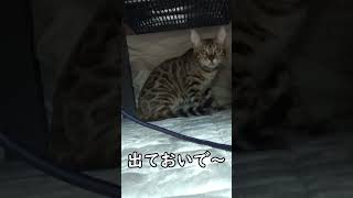 猫の驚きジャンプ！ #Shorts