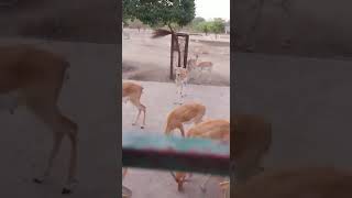 deers at vrindavan dham  (mathura)  #deersquad