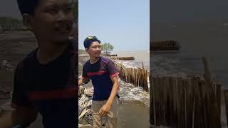 Mancing di pantai sedari umpan udang