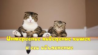 Интересное поведение кошек и его объяснение Interesting behavior of cats and its explanation