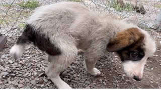 ЩЕНКУ ОТОРВАЛИ ХВОСТ!?/Первые сутки замученного щенка у нас дома