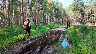 ПОХОД С СОБАКОЙ. ВСТРЕЧА С МЕДВЕДЕМ. НОЧЛЕГ У ОЗЕРА