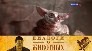 Зоопарк Нижнего Новгорода "Лимпопо". Серия 4 // Диалоги о животных  @Телеканал Культура ​