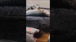 #viral #fishing #australia #viralvideos