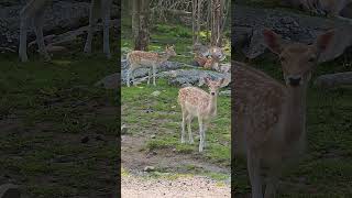 When Spotted Deer are mesmerized by strangers #shorts #wildanimals