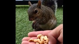 Susana went up to eat, but her little ones did not. 🐿️👍🛎️😃❤