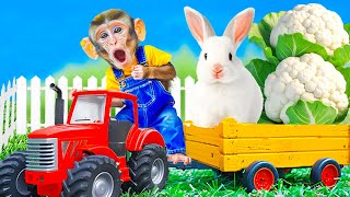 Monkey Harvest Fruits at The Farm then Eat Vegetables with Bunny | Tipi Monkey