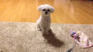 Choco the Maltese, adorable doggie