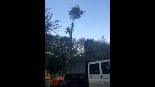 Chestnut tree sectional dismantle