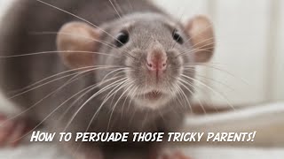 How To Persuade Your Parents To Let You Have Rats!