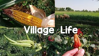 Punjab Fields and beautiful Scenes | Village life of Punjab | Village life