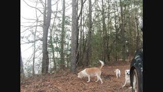 Blustrery Day For Dog Romp