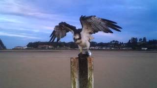 Fototrampeo Aguila Pescadora 2012-2013