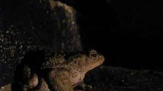 Common Toad (Bufo bufo)