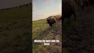 Moving the herd! I love the cows so much! #shorts #farm #ranch #cattle #canada