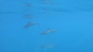 Maui Dolphin Viewing | Maui Boat Tours & Private Charters