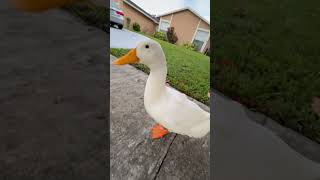 Evening waddle. #fyp #cute #happy #smile #duck #cuteanimals