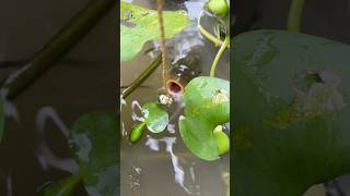 Amazing village Fishing videos #fish #fishing ##shorts #foryou #viral #trending