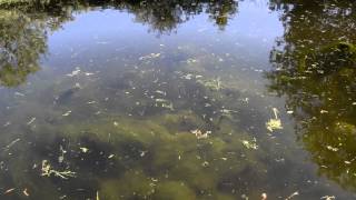 Canal TENCH SPAWNING