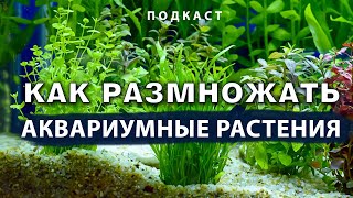 Как размножать аквариумные растения в домашних условиях. Подкаст с Александром Ершовым.