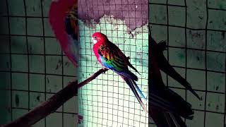 rosella parrot vlogs very beautiful😍