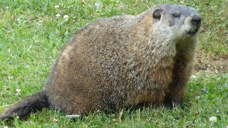 Groundhog - Wild woodchuck on a hot summer day - whistle pig #wildlife #wildanimals