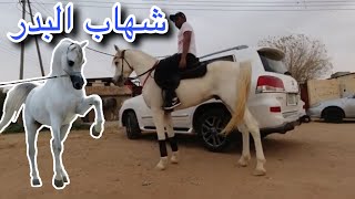 horse   شهاب البدر