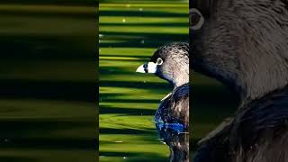 Pied-billed grebe at Crystal Springs Rhododendron Garden #relaxingmusic #wildbirds #birds #nature