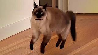 Funny Cats 2024 😹 Cat Funny Videos − Funny Cat