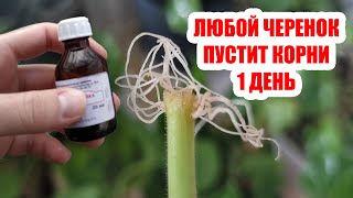 Укоренит любой черенок за 1 день 100%! Супер способ укоренения любых черенков!