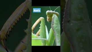 MANTIS #tiktok #fyp #foryou #animals #animalworld #wildanimals